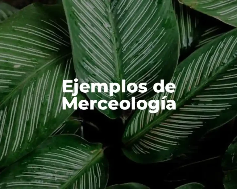 Ejemplos de Merceología