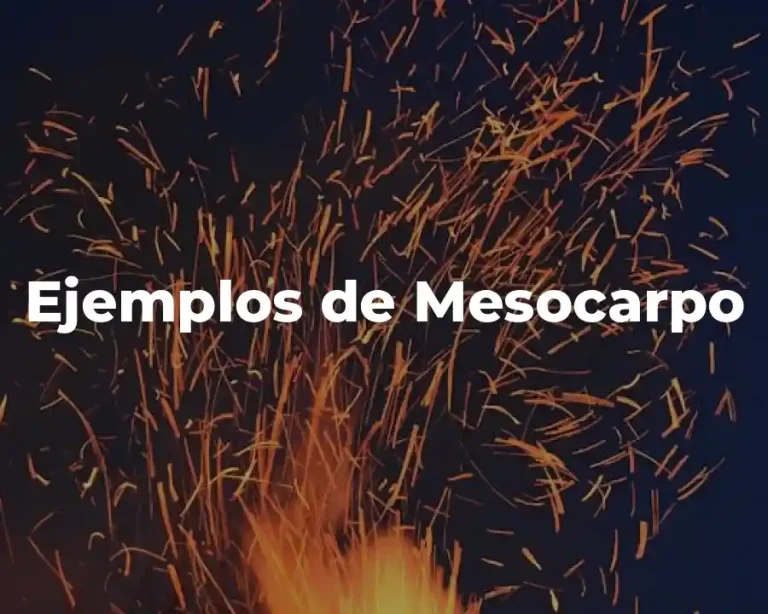 Ejemplos de Mesocarpo