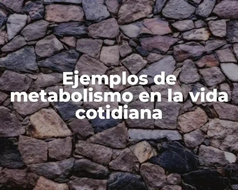 Ejemplos de metabolismo en la vida cotidiana