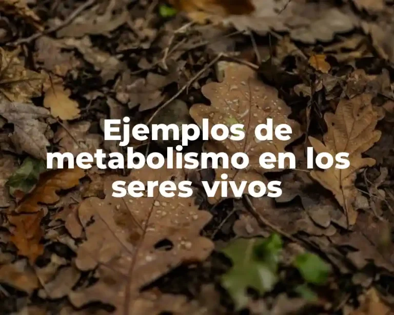 Ejemplos de metabolismo en los seres vivos