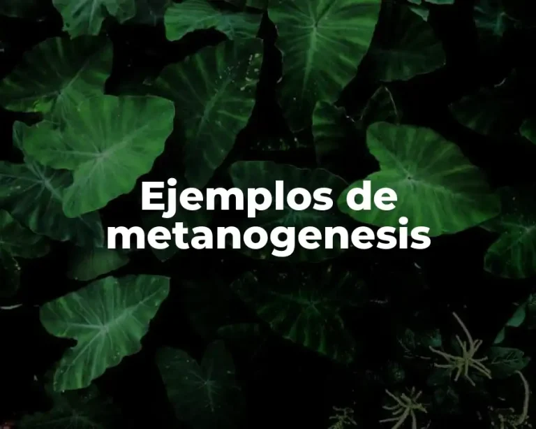 Ejemplos de metanogenesis