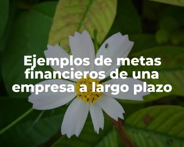 Ejemplos de metas financieros de una empresa a largo plazo