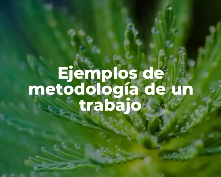 Ejemplos de metodología de un trabajo