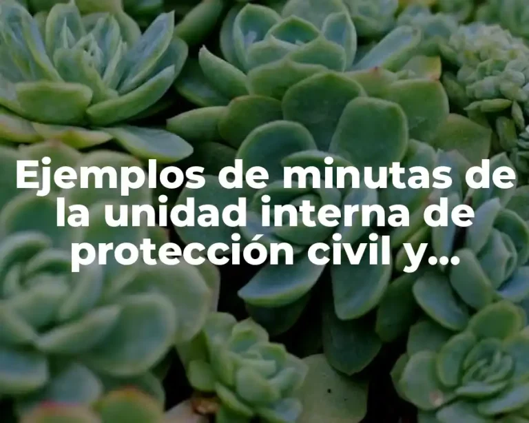 Ejemplos de minutas de la unidad interna de protección civil y Significado