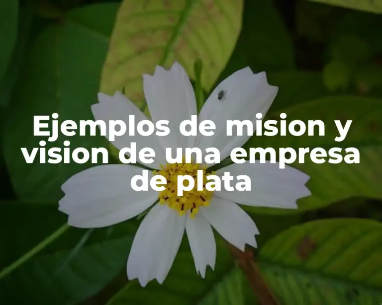 Ejemplos de mision y vision de una empresa de plata