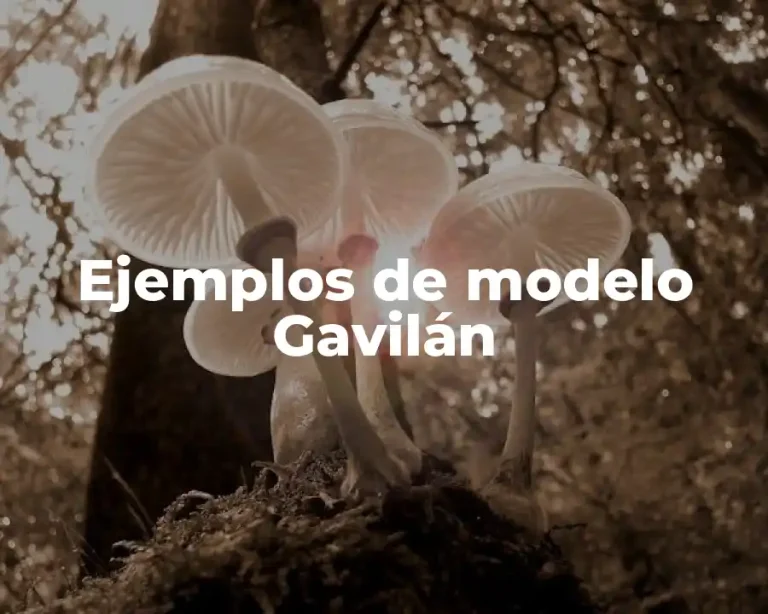 Ejemplos de modelo Gavilán