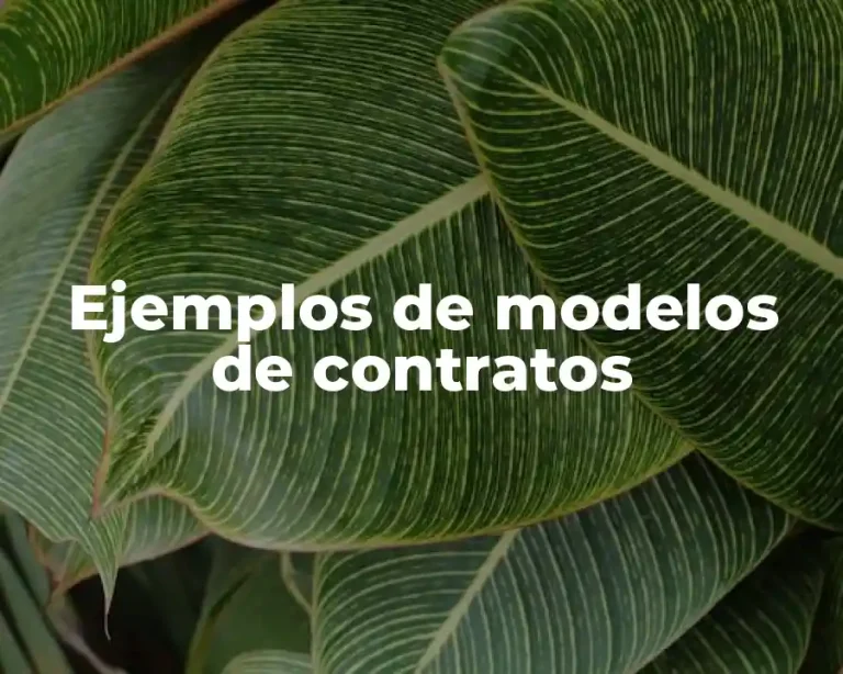 Ejemplos de modelos de contratos
