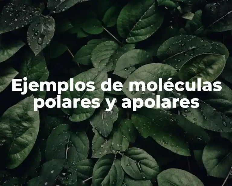 Ejemplos de moléculas polares y apolares