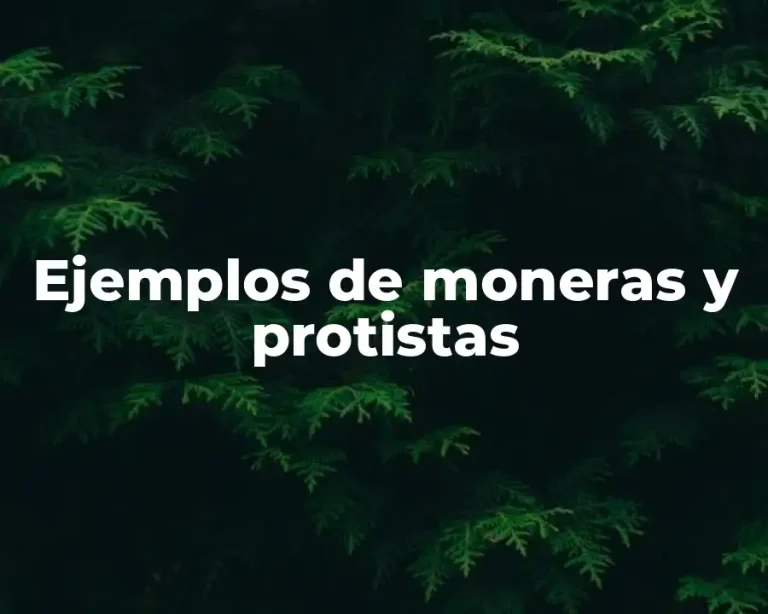 Ejemplos de moneras y protistas