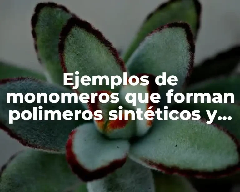 Ejemplos de monomeros que forman polimeros sintéticos y Significado