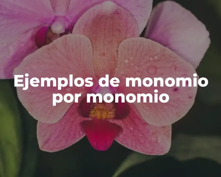 Ejemplos de monomio por monomio