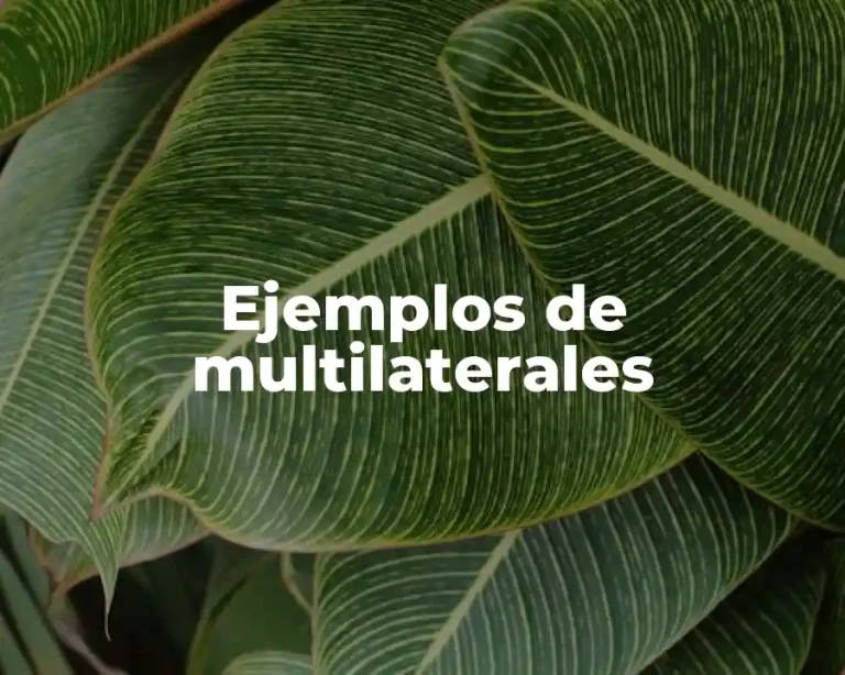 Ejemplos de multilaterales