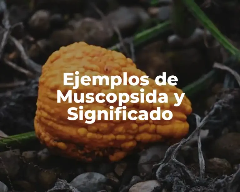 Ejemplos de Muscopsida y Significado