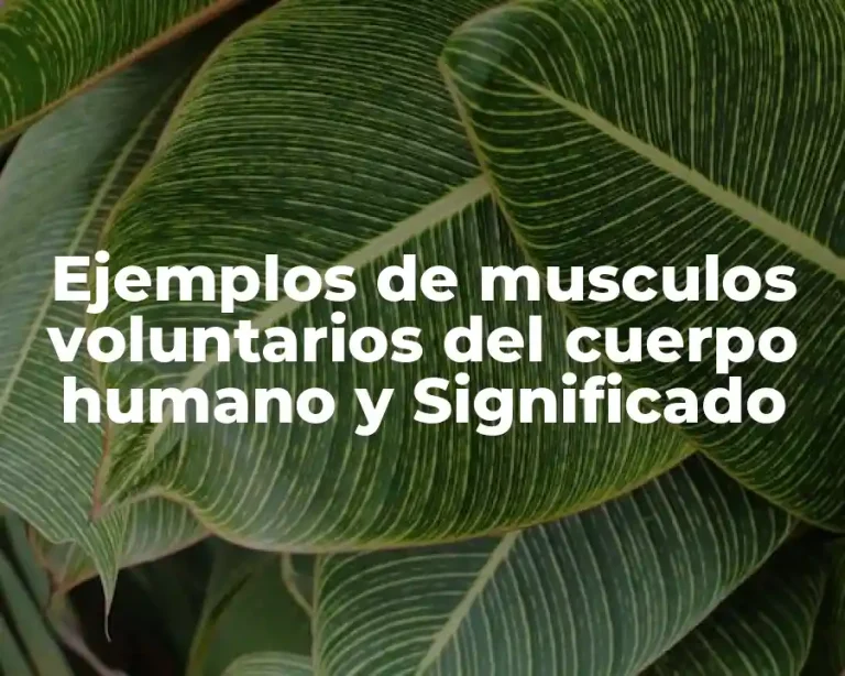 Ejemplos de musculos voluntarios del cuerpo humano y Significado
