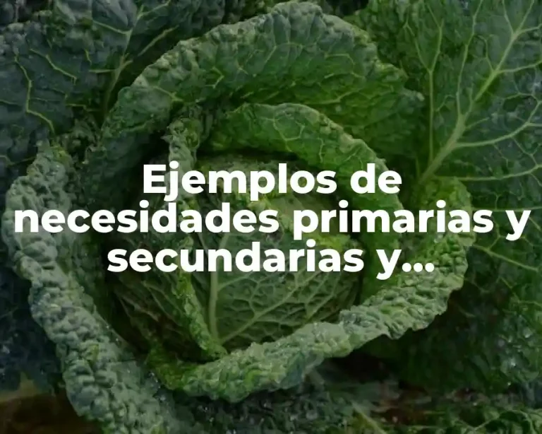 Ejemplos de necesidades primarias y secundarias y Significado
