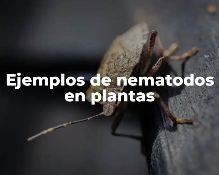Ejemplos de nematodos en plantas