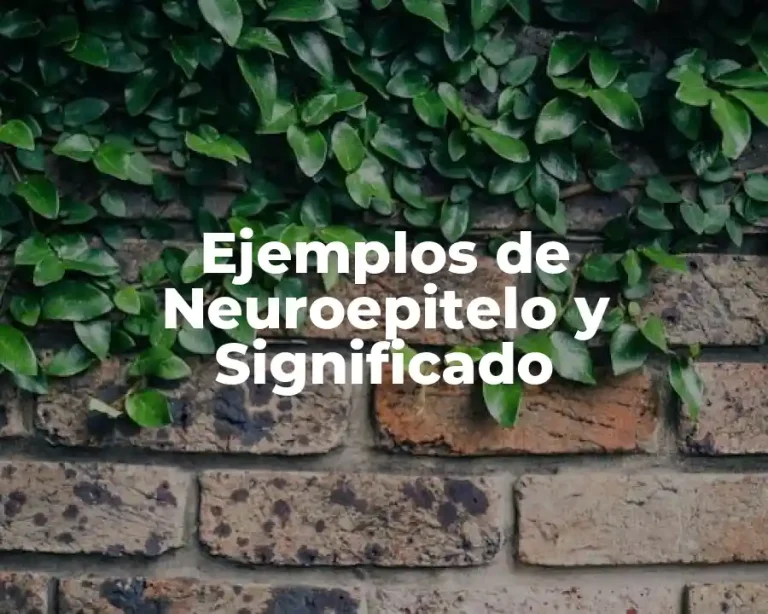 Ejemplos de Neuroepitelo y Significado