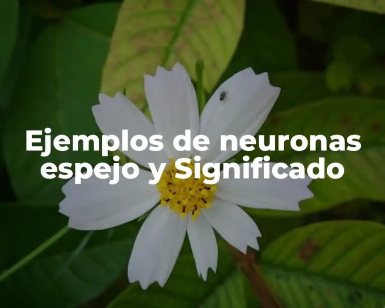 Ejemplos de neuronas espejo y Significado