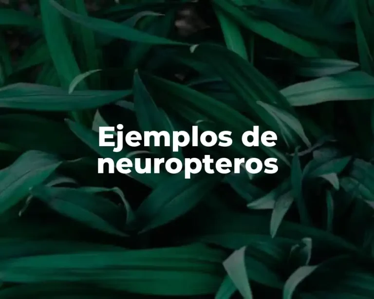 Ejemplos de neuropteros