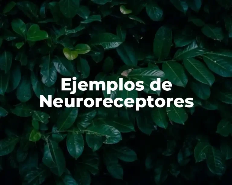 Ejemplos de Neuroreceptores