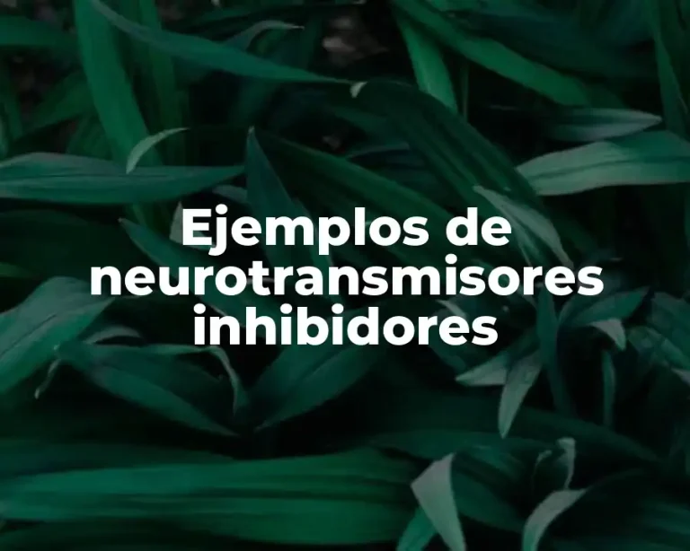 Ejemplos de neurotransmisores inhibidores