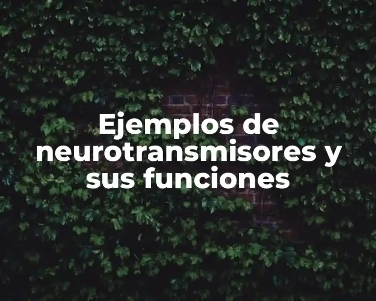 Ejemplos de neurotransmisores y sus funciones