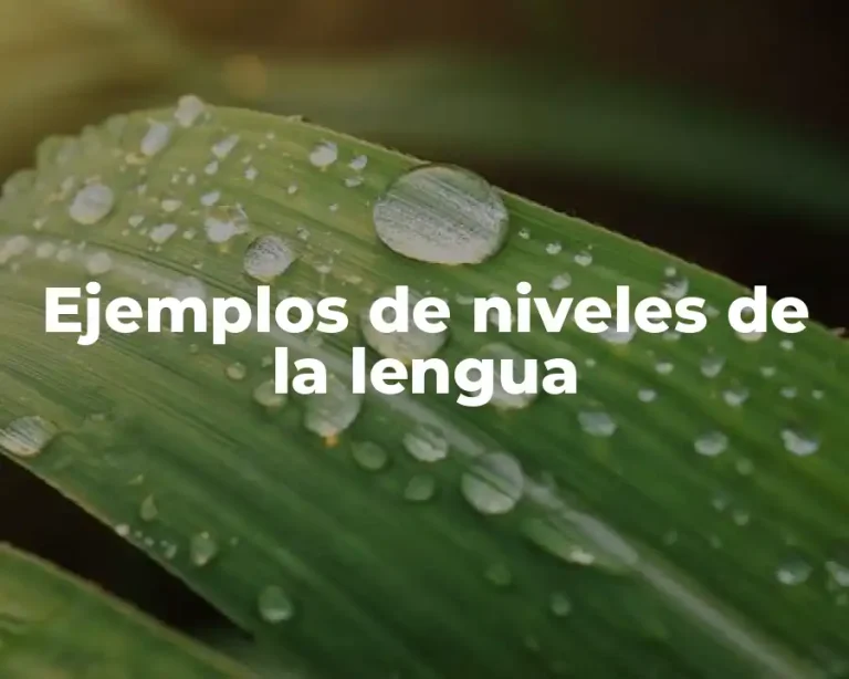 Ejemplos de niveles de la lengua