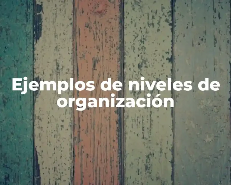 Ejemplos de niveles de organización