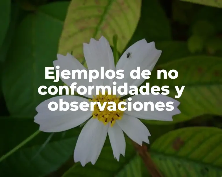 Ejemplos de no conformidades y observaciones