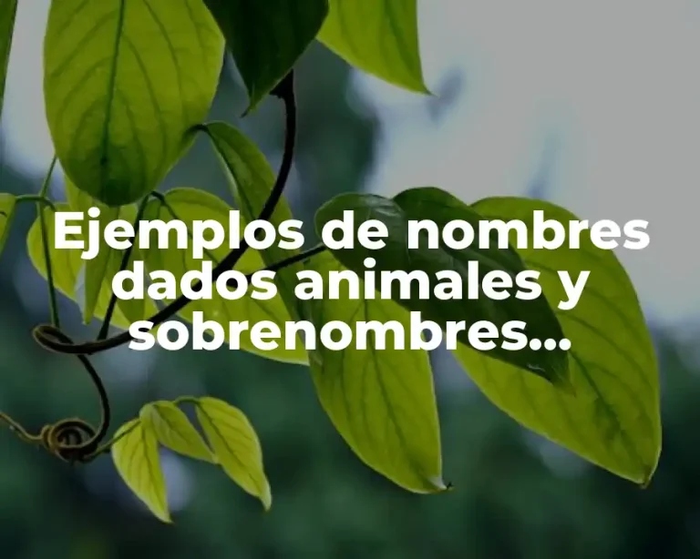 Ejemplos de nombres dados animales y sobrenombres asignados a personas