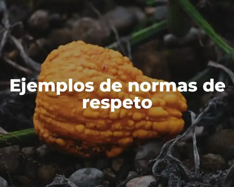 Ejemplos de normas de respeto