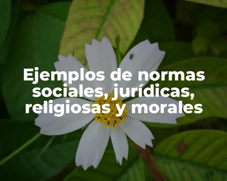 Ejemplos de normas sociales, jurídicas, religiosas y morales