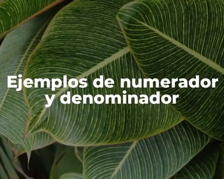 Ejemplos de numerador y denominador