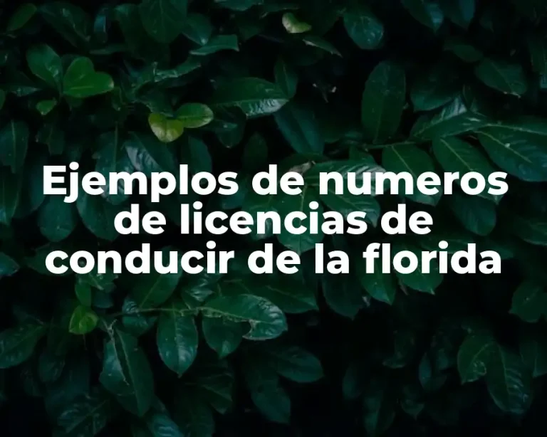 Ejemplos de numeros de licencias de conducir de la florida