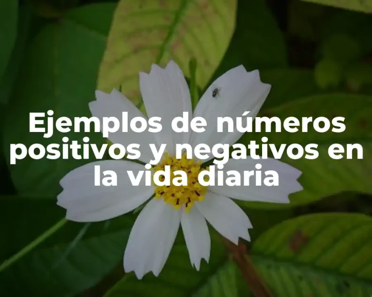 Ejemplos de números positivos y negativos en la vida diaria