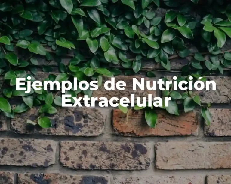Ejemplos de Nutrición Extracelular