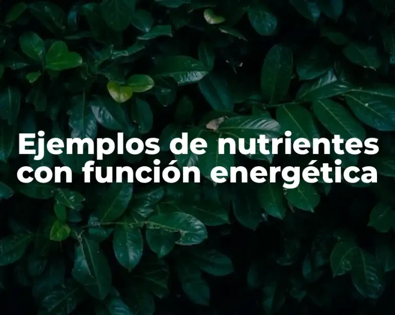 Ejemplos de nutrientes con función energética