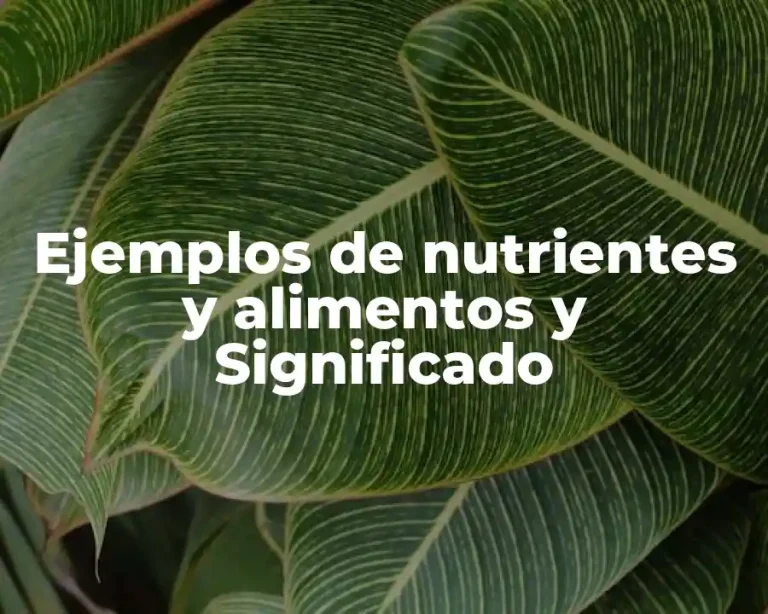 Ejemplos de nutrientes y alimentos y Significado