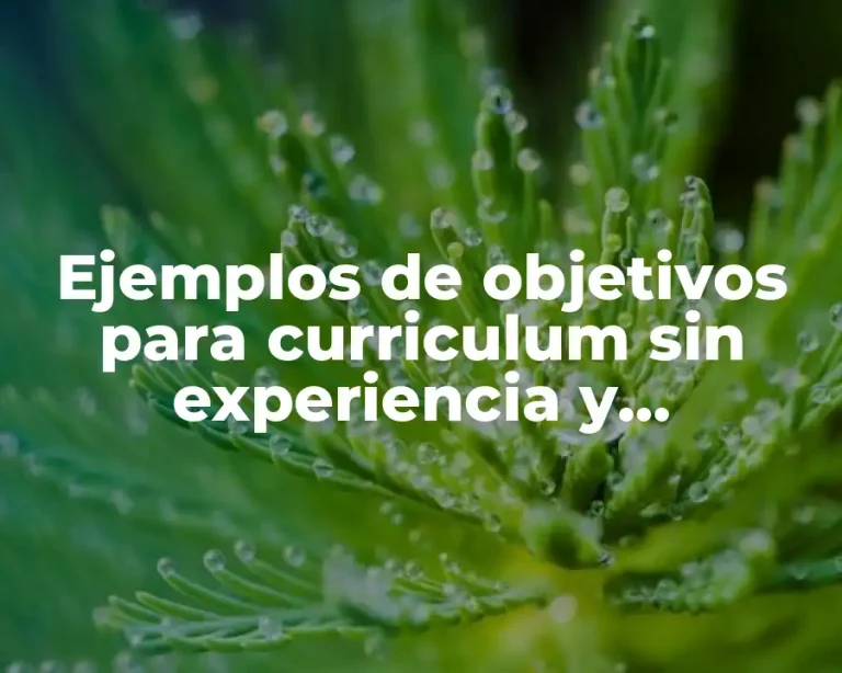 Ejemplos de objetivos para curriculum sin experiencia y Significado