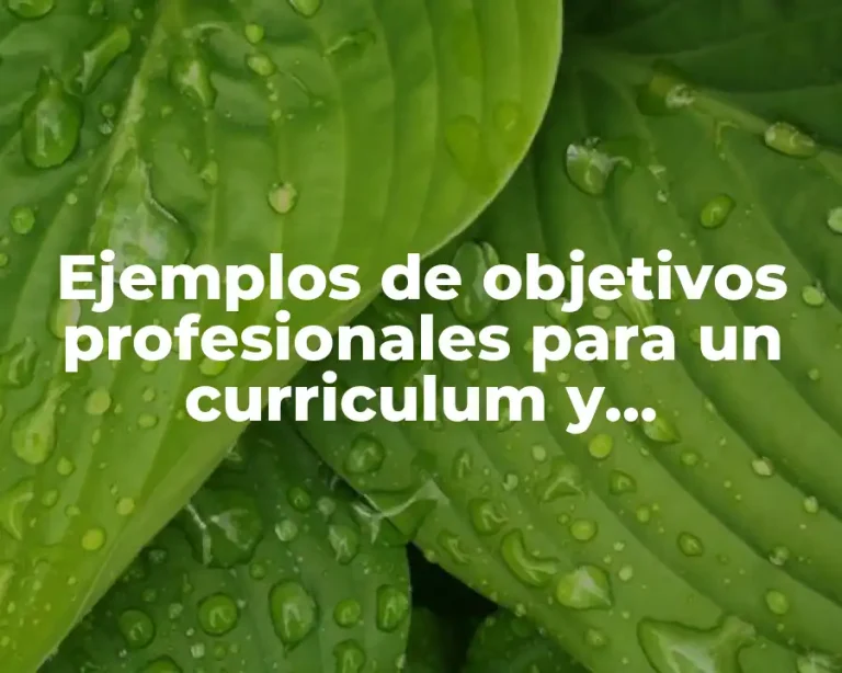 Ejemplos de objetivos profesionales para un curriculum y Significado