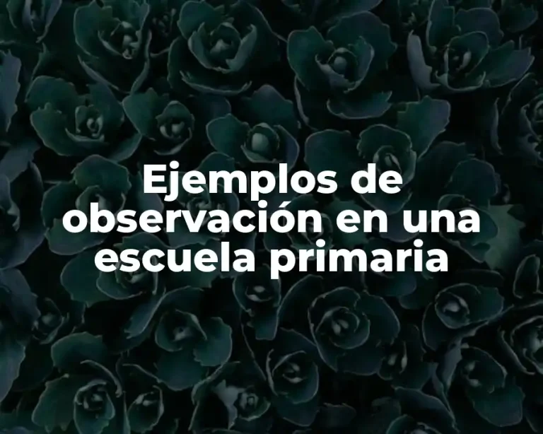 Ejemplos de observación en una escuela primaria
