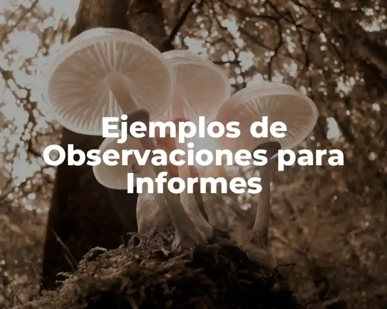 Ejemplos de Observaciones para Informes