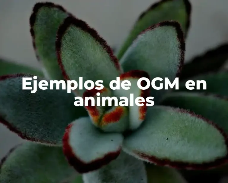 Ejemplos de OGM en animales