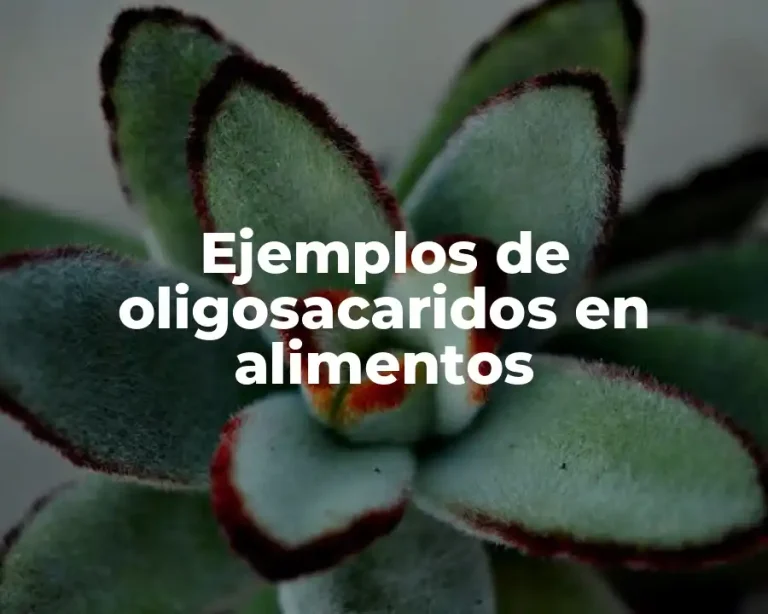 Ejemplos de oligosacaridos en alimentos