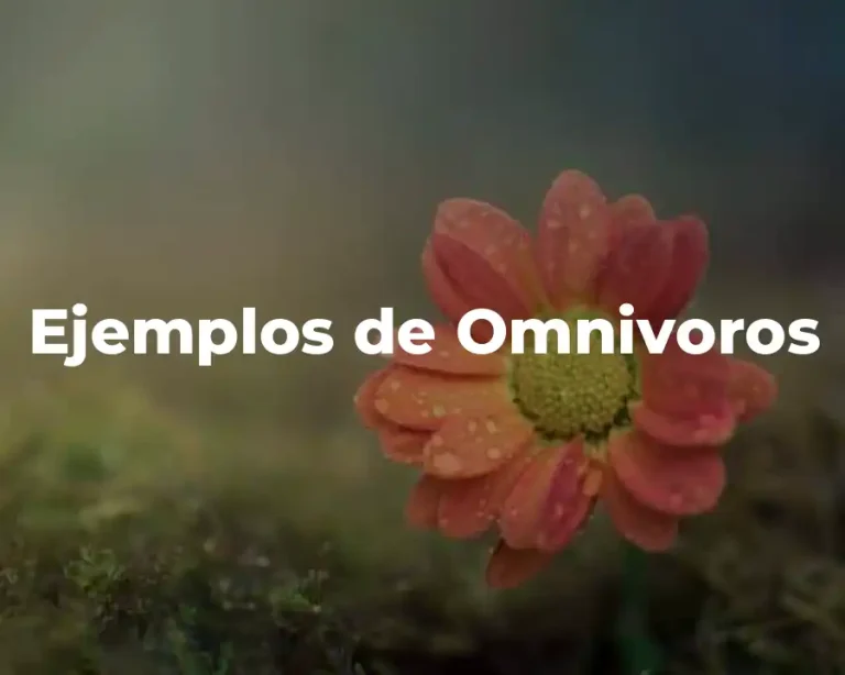 Ejemplos de Omnivoros