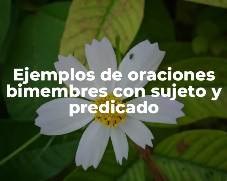 Ejemplos de oraciones bimembres con sujeto y predicado