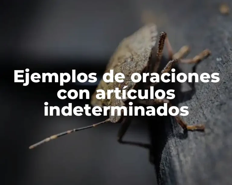 Ejemplos de oraciones con artículos indeterminados