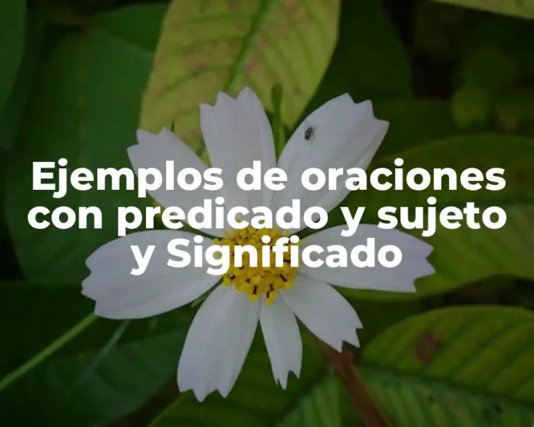 Ejemplos de oraciones con predicado y sujeto y Significado