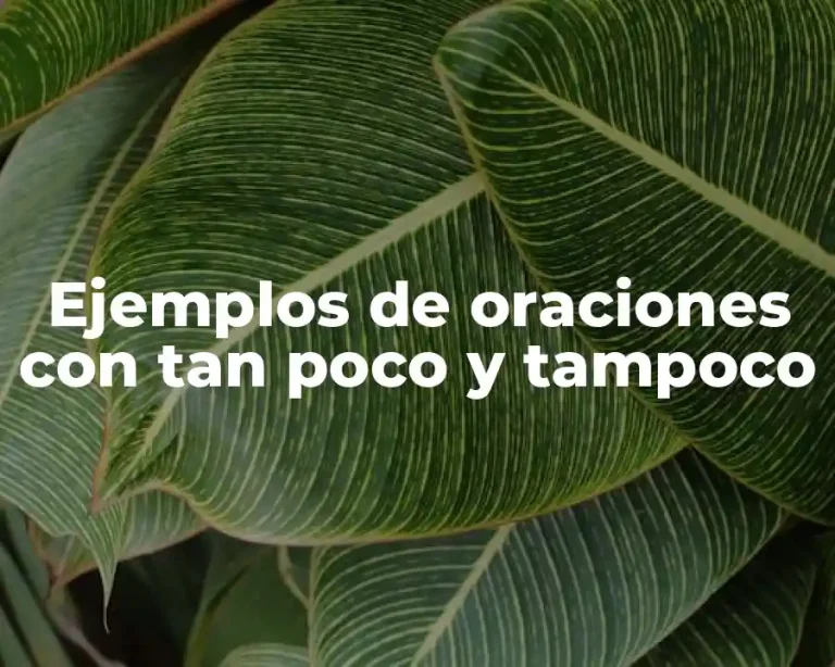 Ejemplos de oraciones con tan poco y tampoco