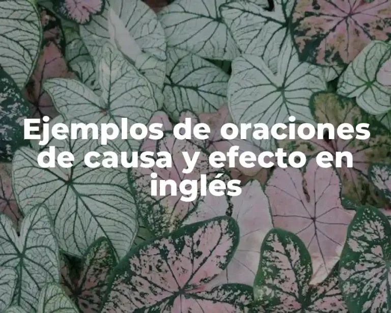 Ejemplos de oraciones de causa y efecto en inglés